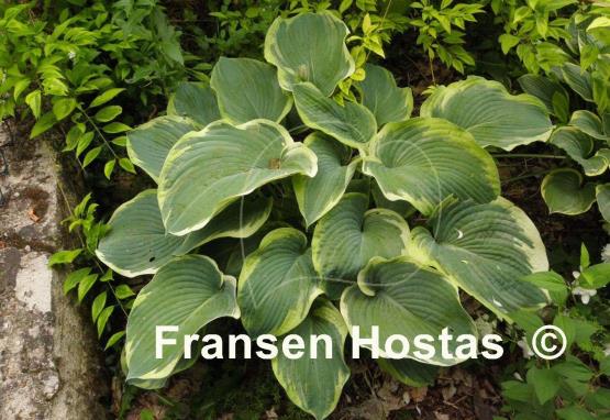 Hosta Robert Frost